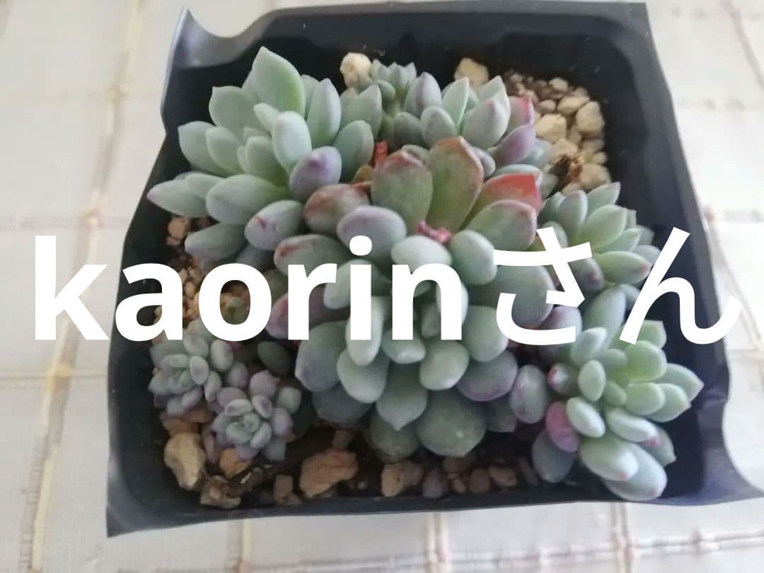 多肉植物　アモエナ　②　韓国苗