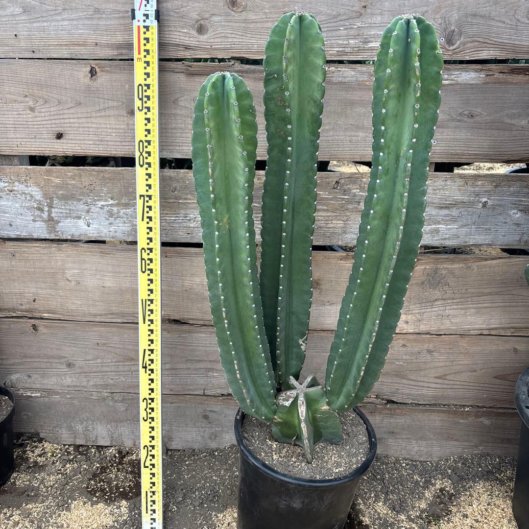 売り切り越冬済　柱サボテン　鬼面角　発根　ドライガーデン　ウチワサボテン　金鯱