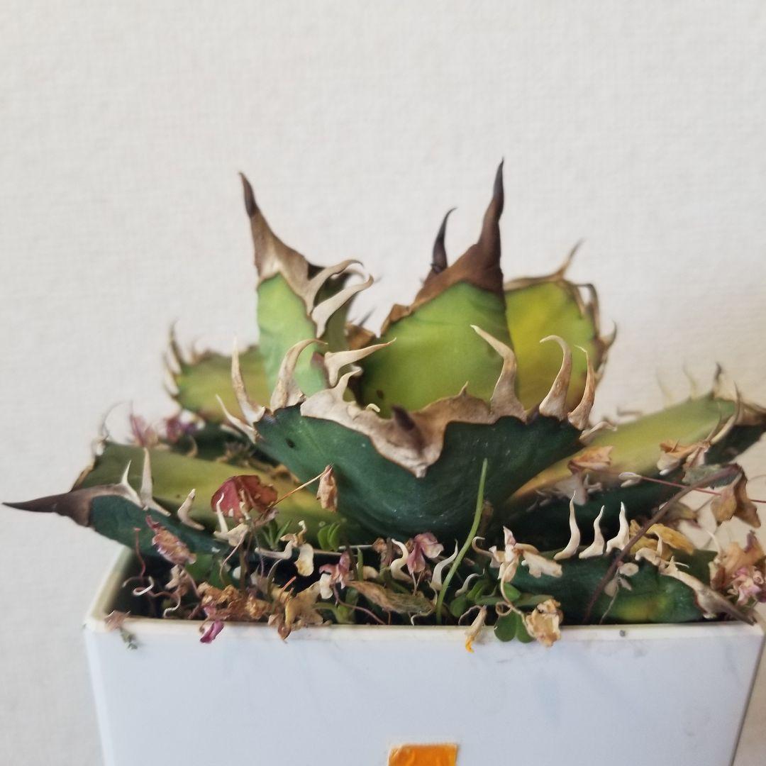 アガベ　実生　オテロイ