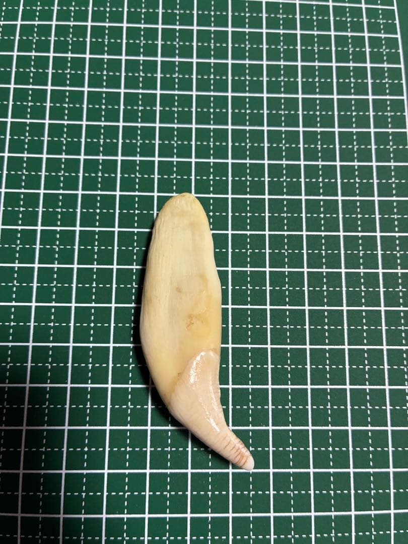 punky綾さん専用です。熊の牙　①〜⑤セット　ツキノワグマ