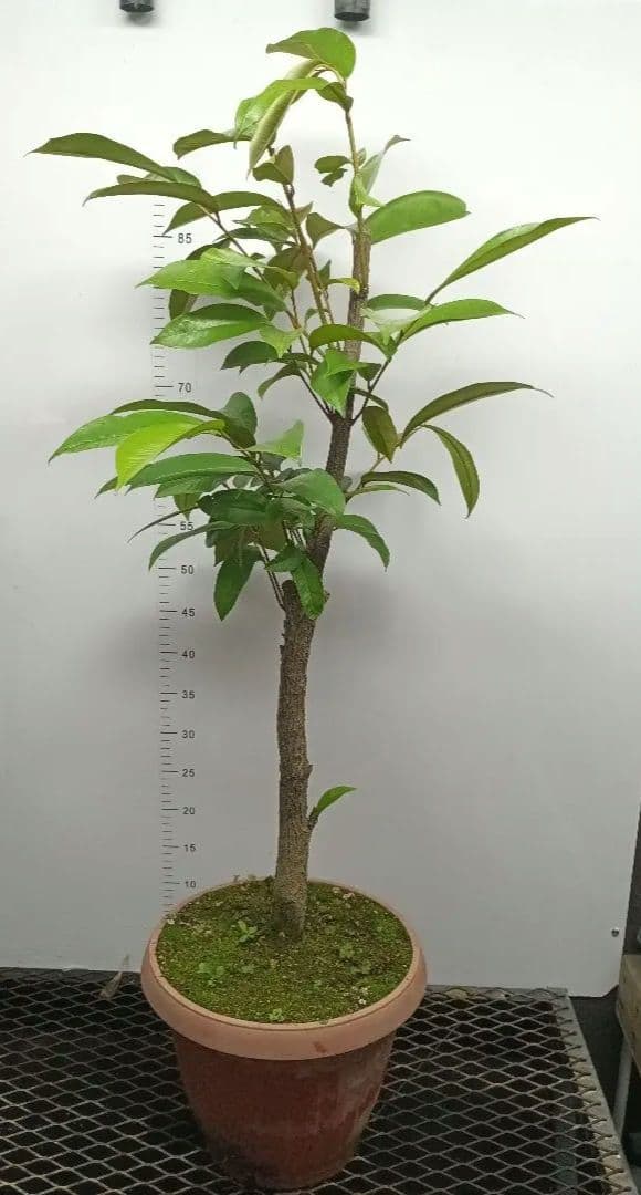 【希少】スターアップル　特大苗　実生苗　熱帯果樹