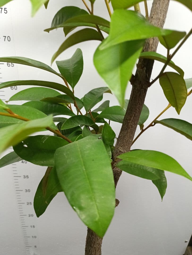 【希少】スターアップル　特大苗　実生苗　熱帯果樹