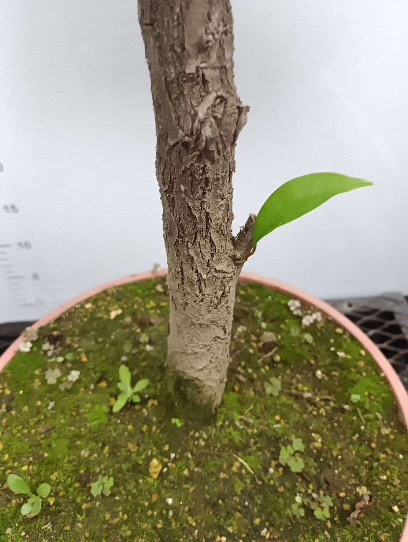 【希少】スターアップル　特大苗　実生苗　熱帯果樹