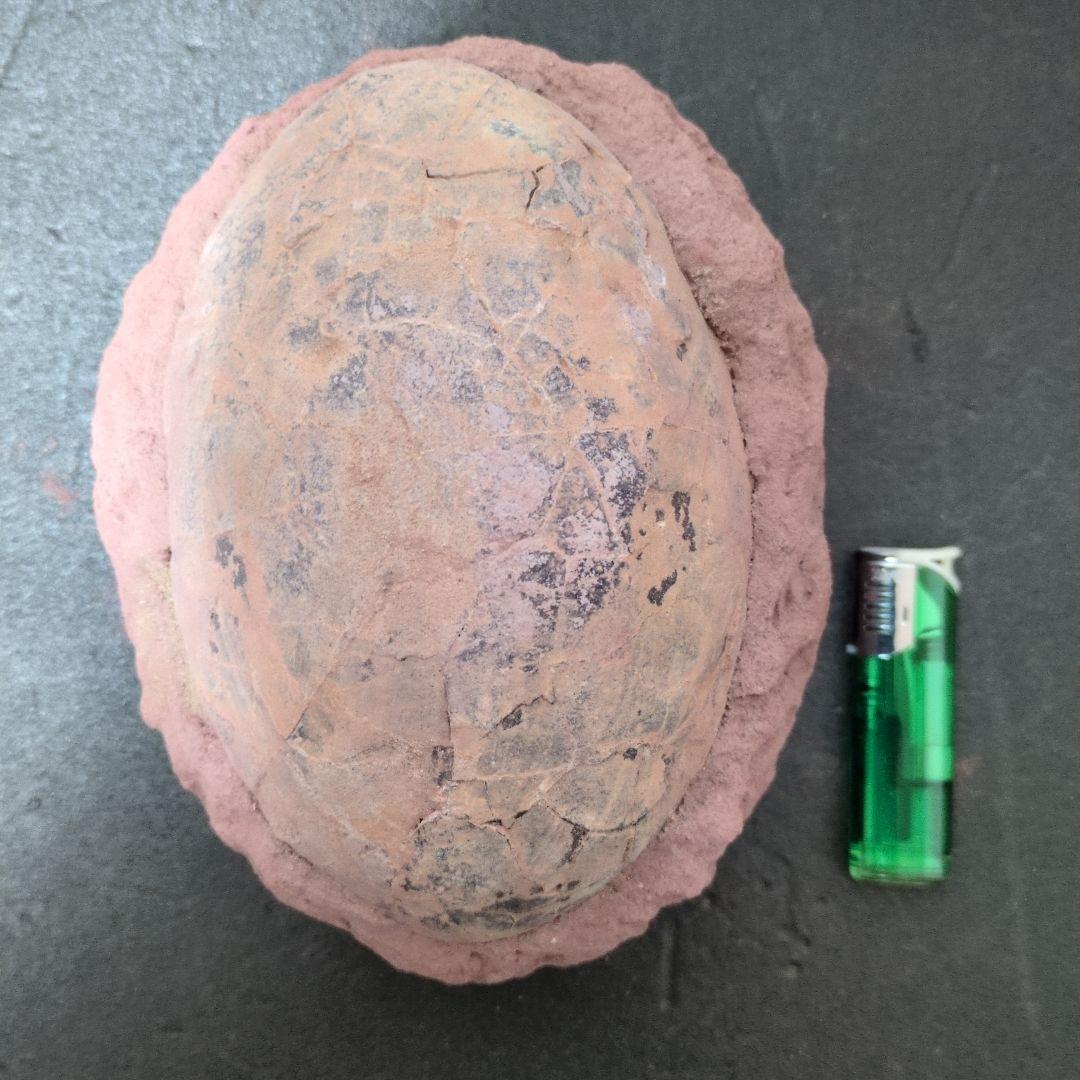 (貴重)　恐竜ハドロサウルスの卵化石　中国　補修あり