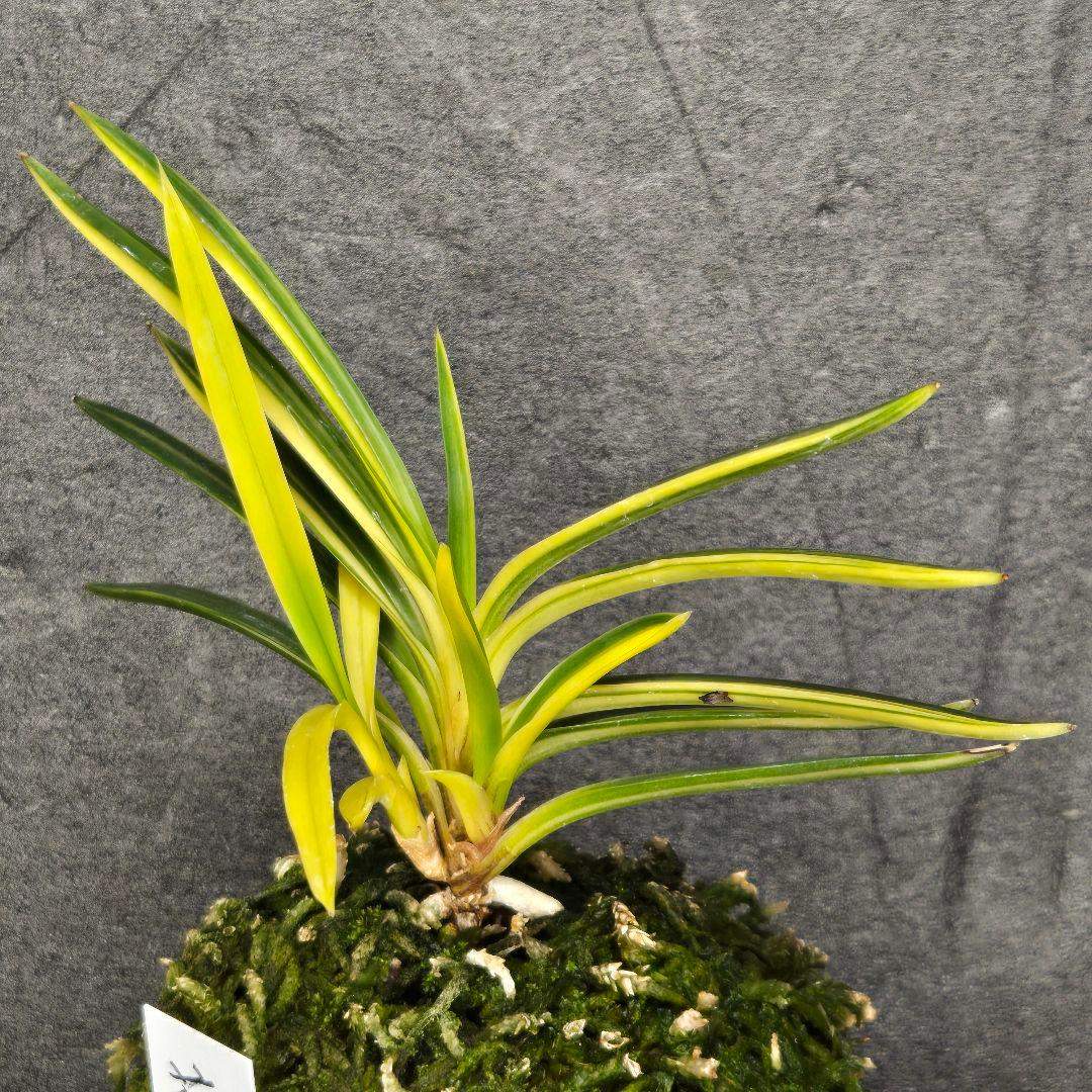 富貴蘭　花纏白縞・最上親株