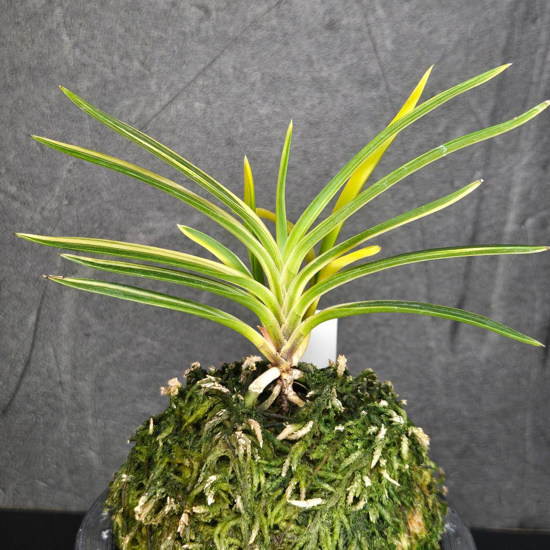富貴蘭　花纏白縞・最上親株