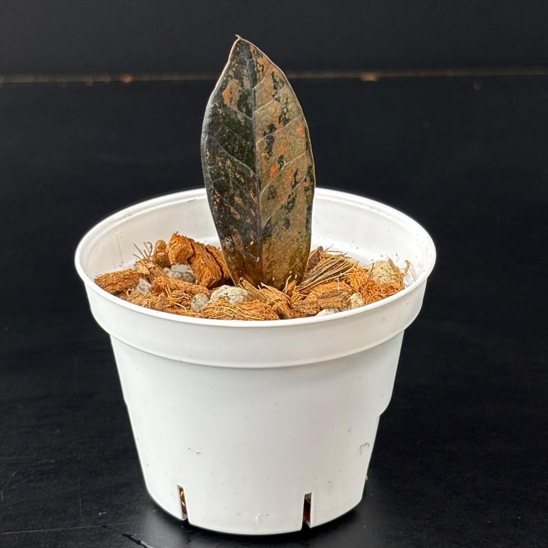 【1957117】ザミオクルカス ピンク斑入り