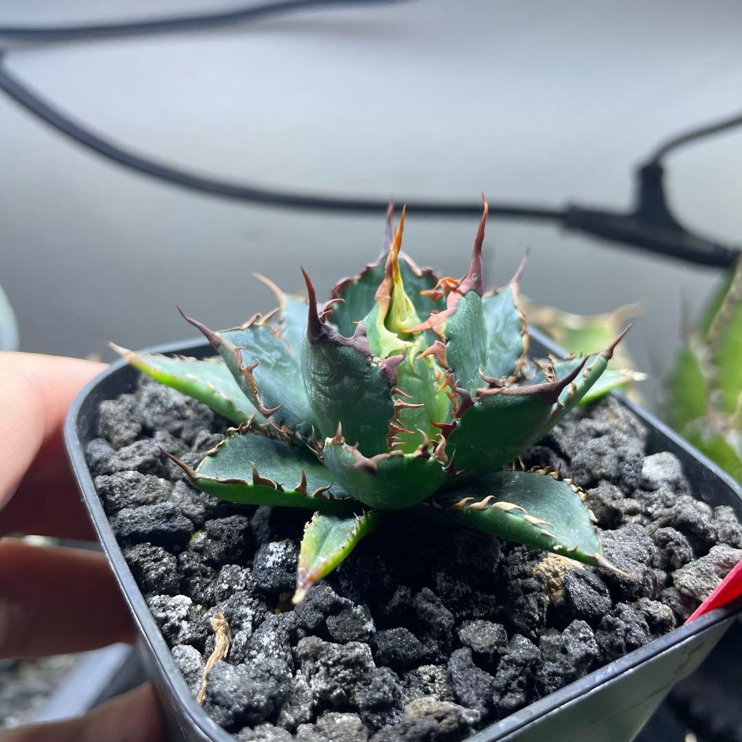 か*願様 アガベ　ホリダ実生選抜　子株