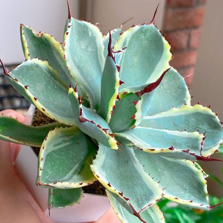 超美苗アガベ吉祥冠錦