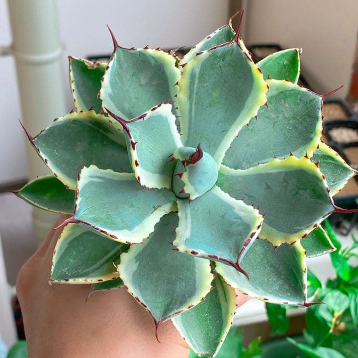 超美苗アガベ吉祥冠錦