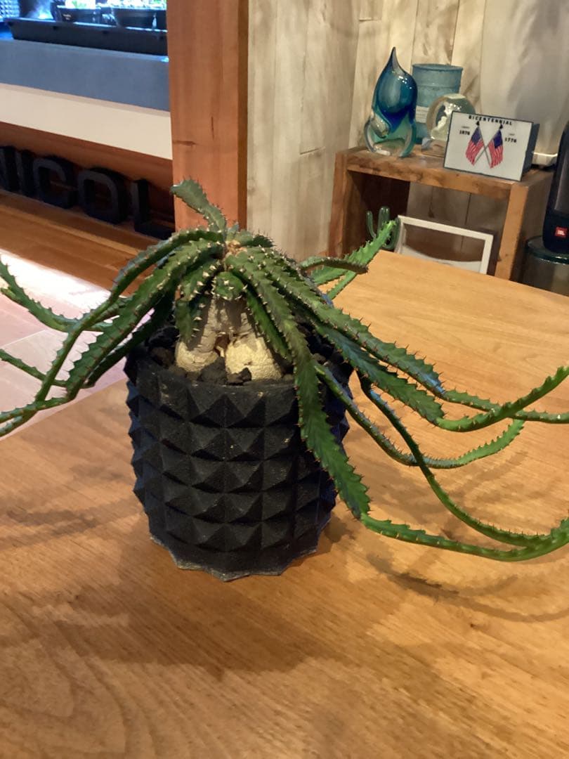 ユーフォルビア　ステラータ　飛竜　現地球