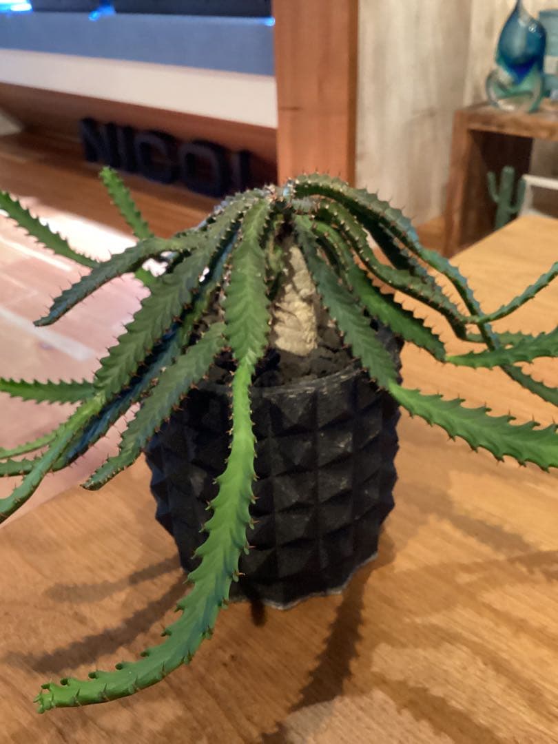 ユーフォルビア　ステラータ　飛竜　現地球