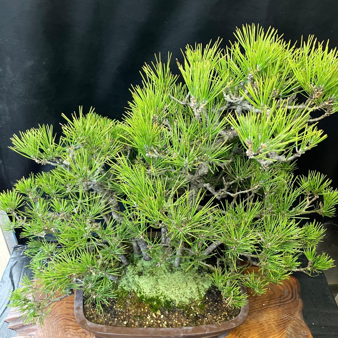 黒松寄せ植え 盆栽