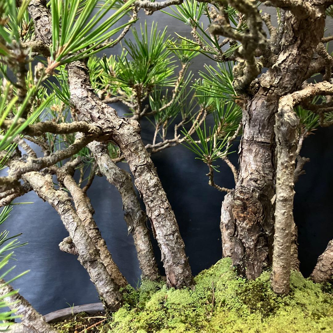 黒松寄せ植え 盆栽