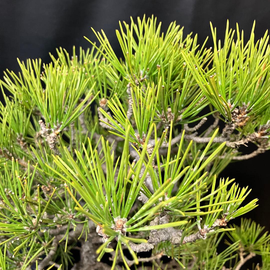 黒松寄せ植え 盆栽