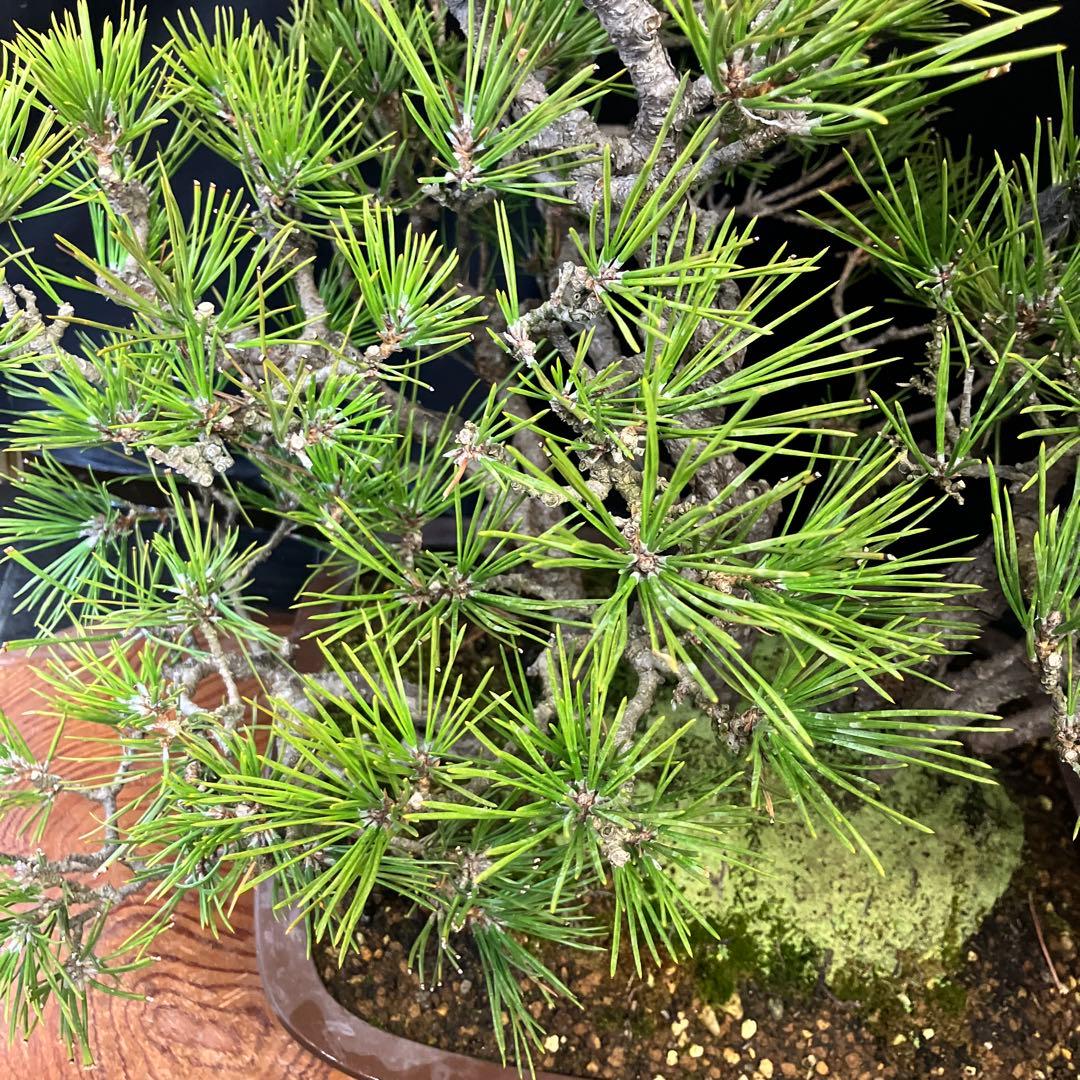 黒松寄せ植え 盆栽
