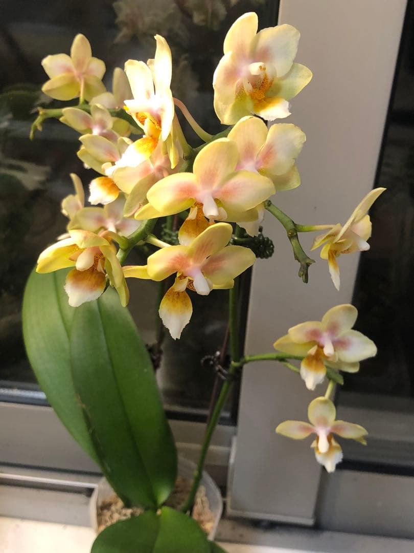 その他観葉植物 8800