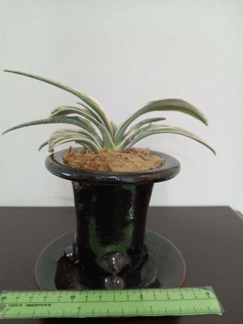 万年青「三笠錦]