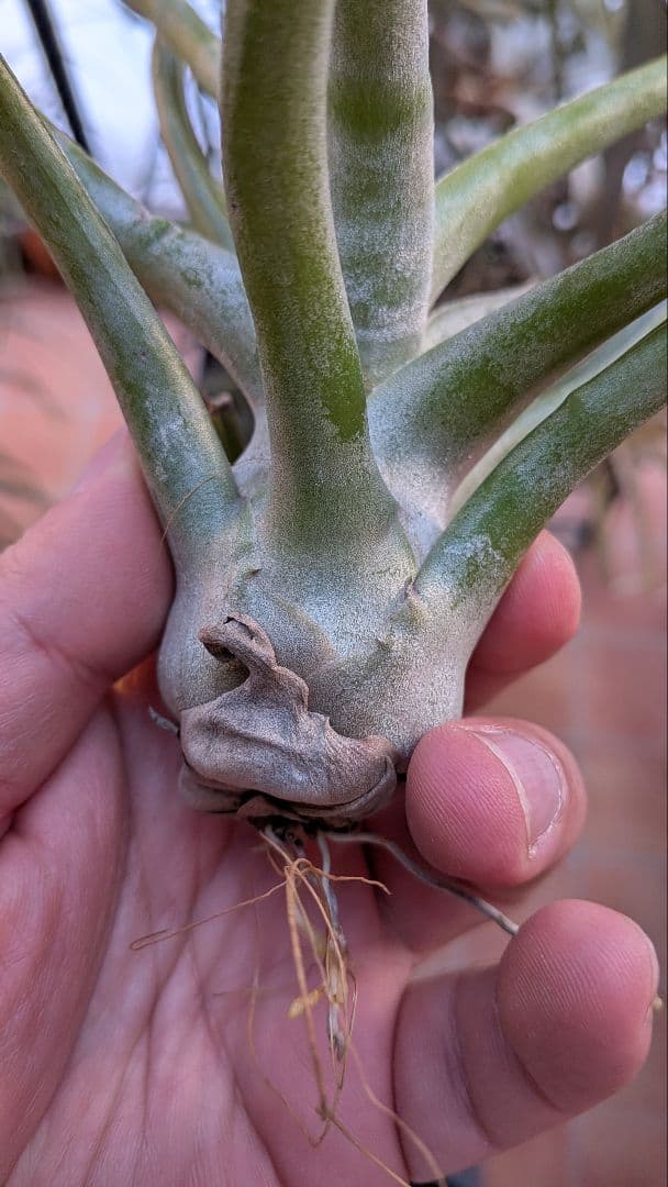 チランジア　REX