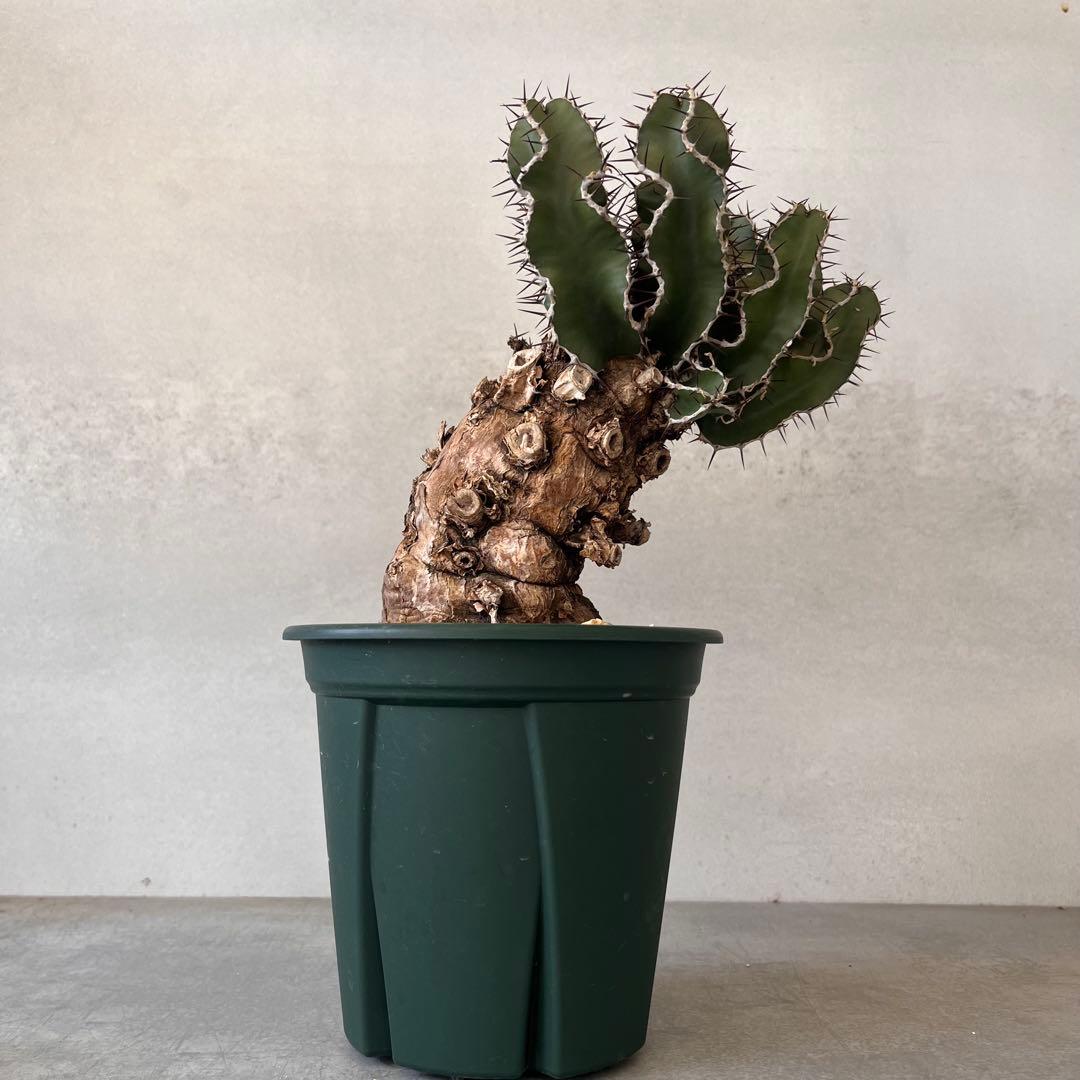 ユーフォルビア　ムランジーナ　現地球　Euphorbia mlanjeana