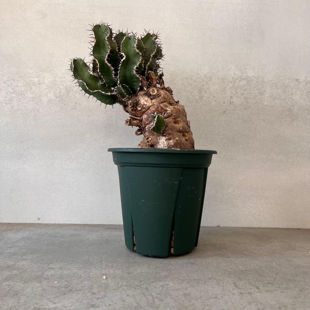 ユーフォルビア　ムランジーナ　現地球　Euphorbia mlanjeana