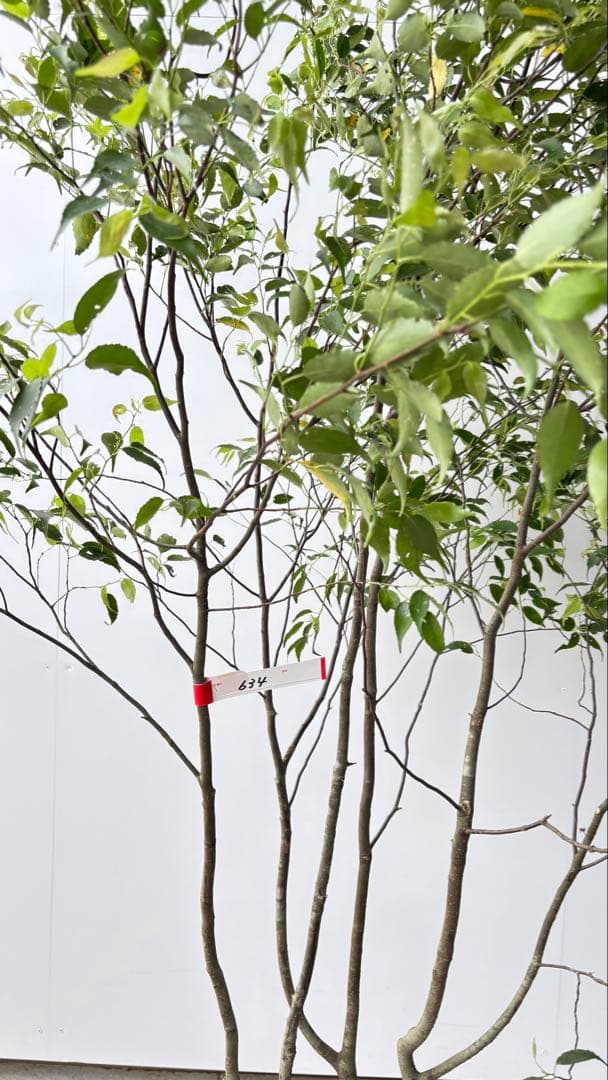 美しい樹形が魅力的 山採り ハイノキ 株立 634 樹高1.7m位 高級樹