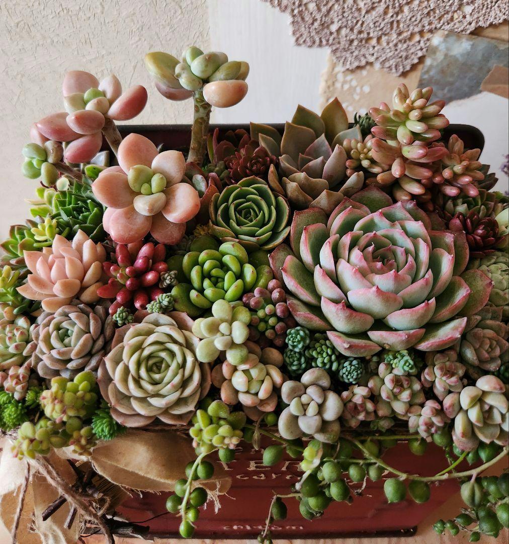 多肉植物寄せ植え　そのまま飾れる寄せ植え 　赤いポスト♡