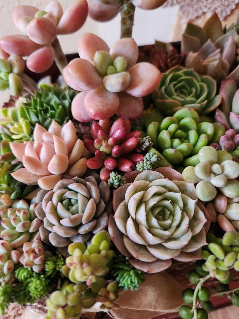多肉植物寄せ植え　そのまま飾れる寄せ植え 　赤いポスト♡