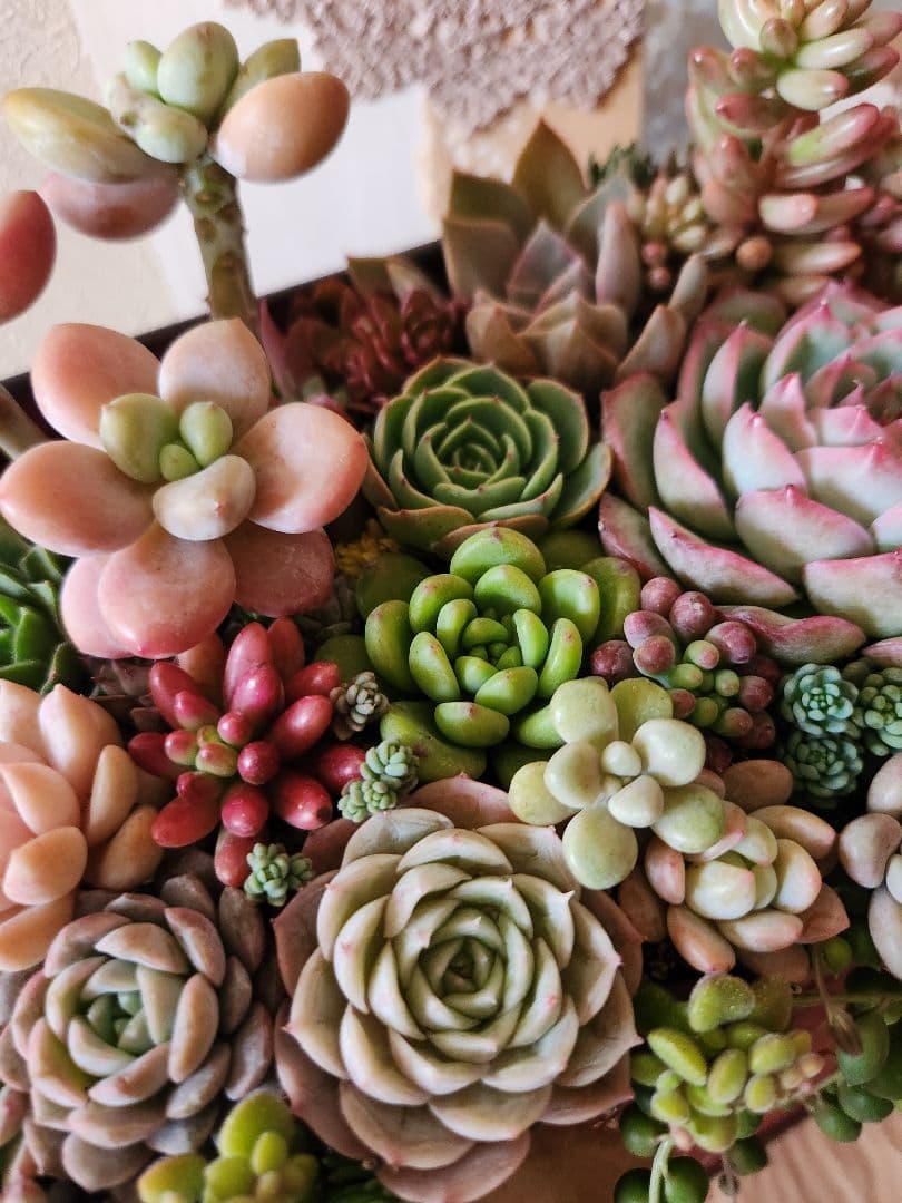 多肉植物寄せ植え　そのまま飾れる寄せ植え 　赤いポスト♡