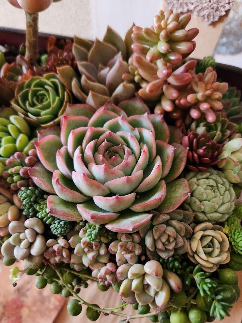 多肉植物寄せ植え　そのまま飾れる寄せ植え 　赤いポスト♡