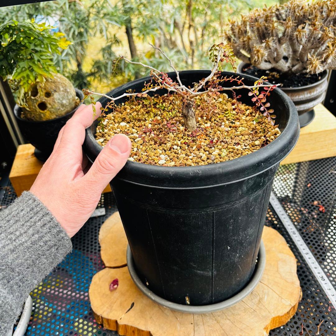 短期間限定超特価！ 超希少 斑入り オペルクリカリア パキプス 根挿し株 発芽済