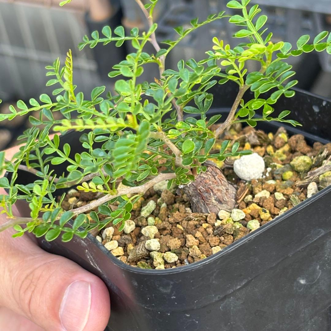 短期間限定超特価！ 超希少 斑入り オペルクリカリア パキプス 根挿し株 発芽済