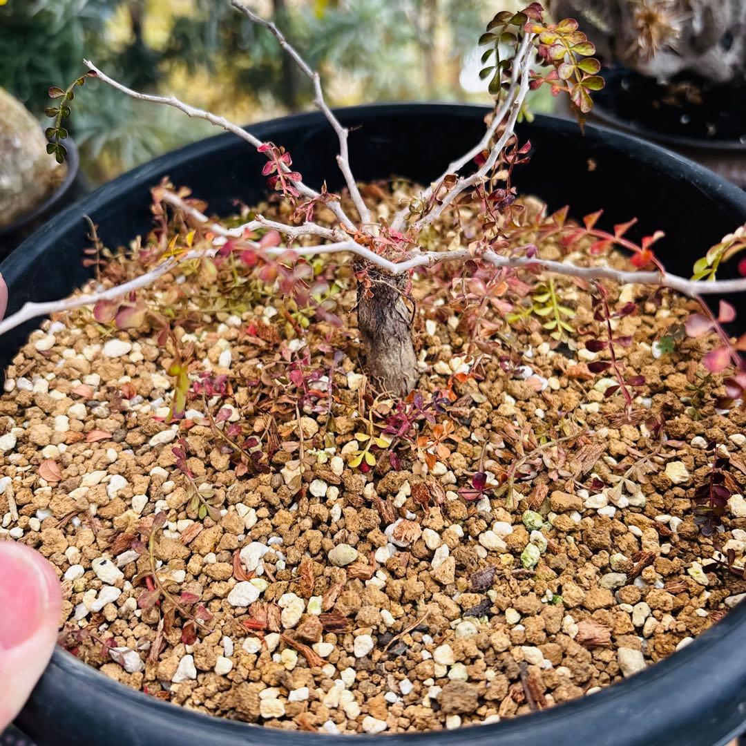 短期間限定超特価！ 超希少 斑入り オペルクリカリア パキプス 根挿し株 発芽済