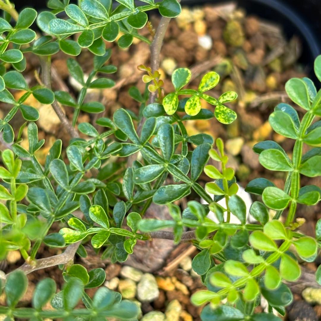 短期間限定超特価！ 超希少 斑入り オペルクリカリア パキプス 根挿し株 発芽済