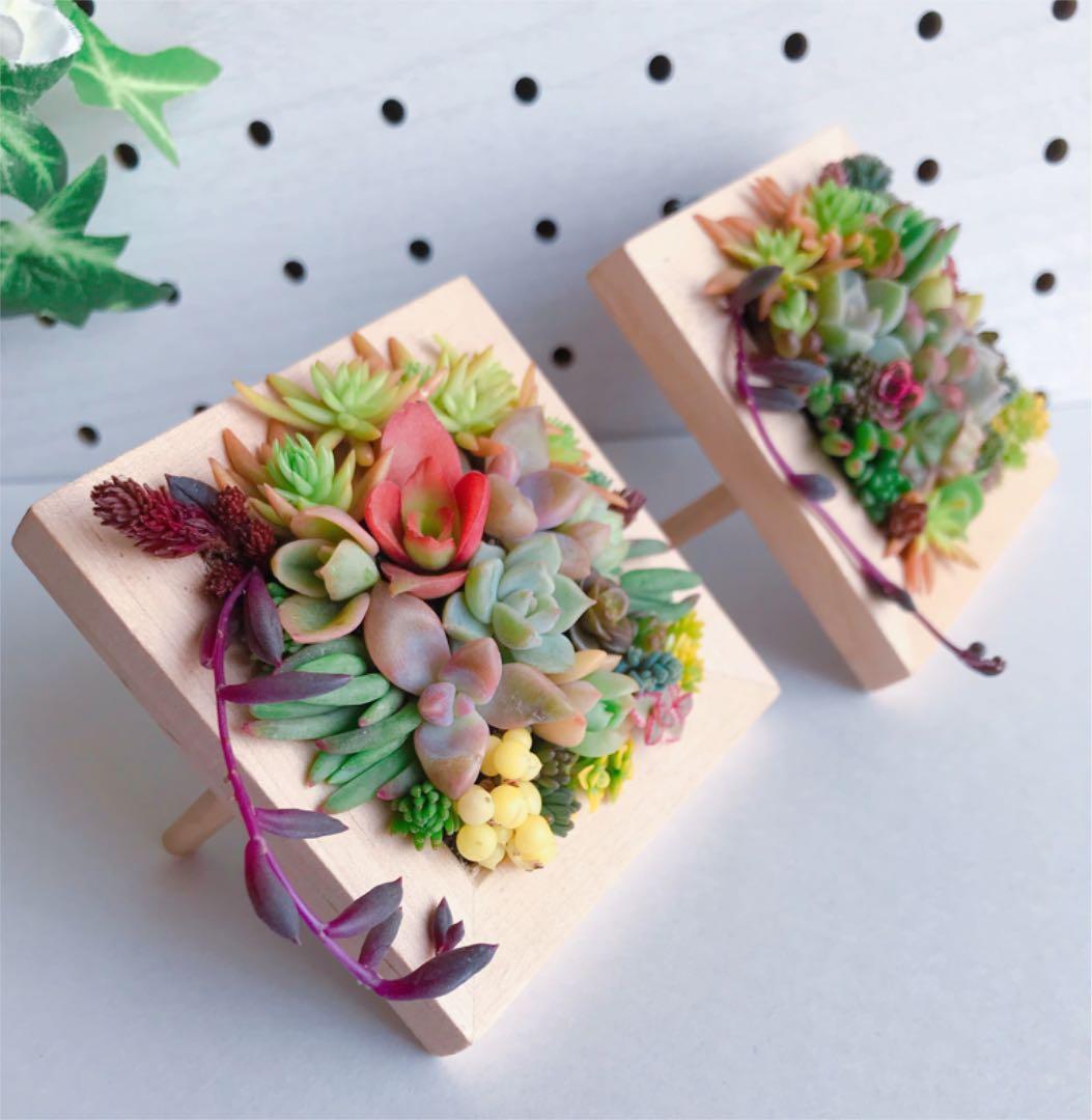 ★★壁掛け❤️★寄せ植え★ちまちまキュンキュン★このまま飾れます★多肉植物