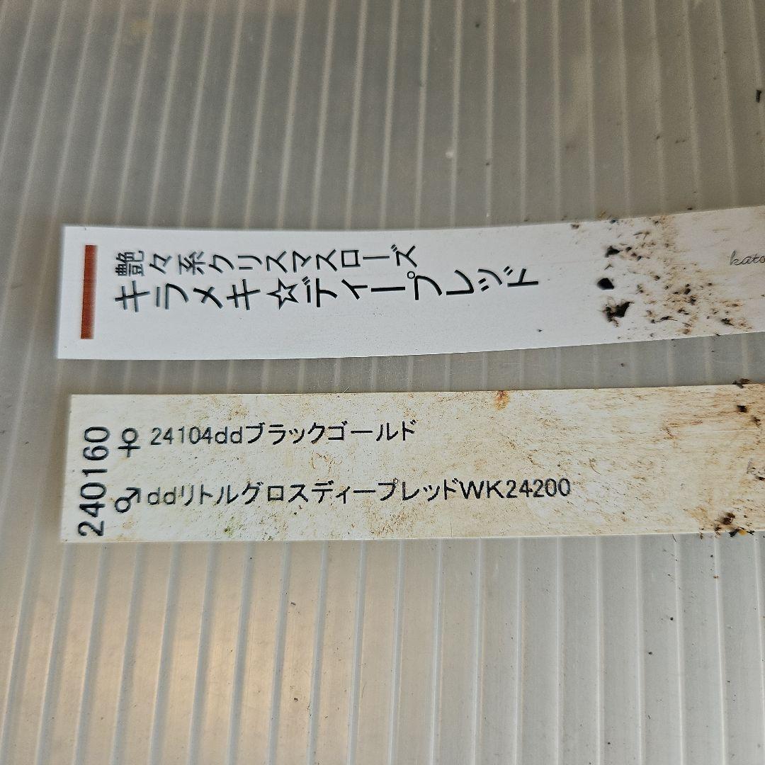 ㉖-286クリスマスローズ