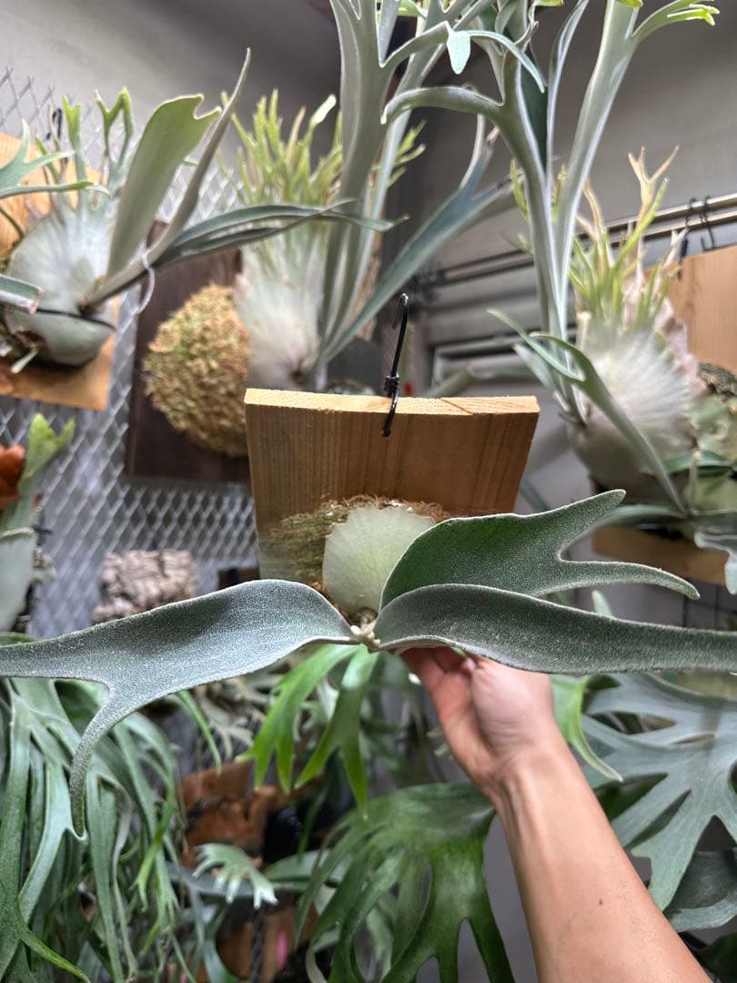 P.veitchii 'Auburn ' 子株販売　④ ビカクシダ