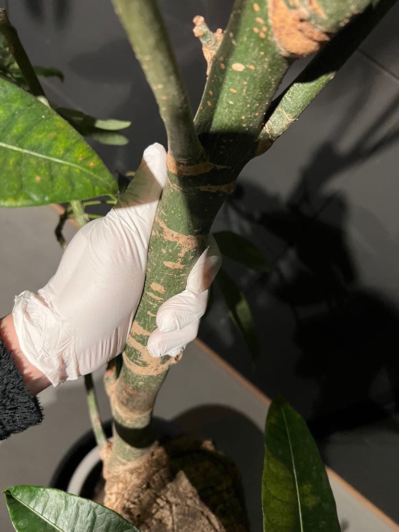 【極太幹・存在感抜群】パキラ 観葉植物／特大サイズ 引き取り限定