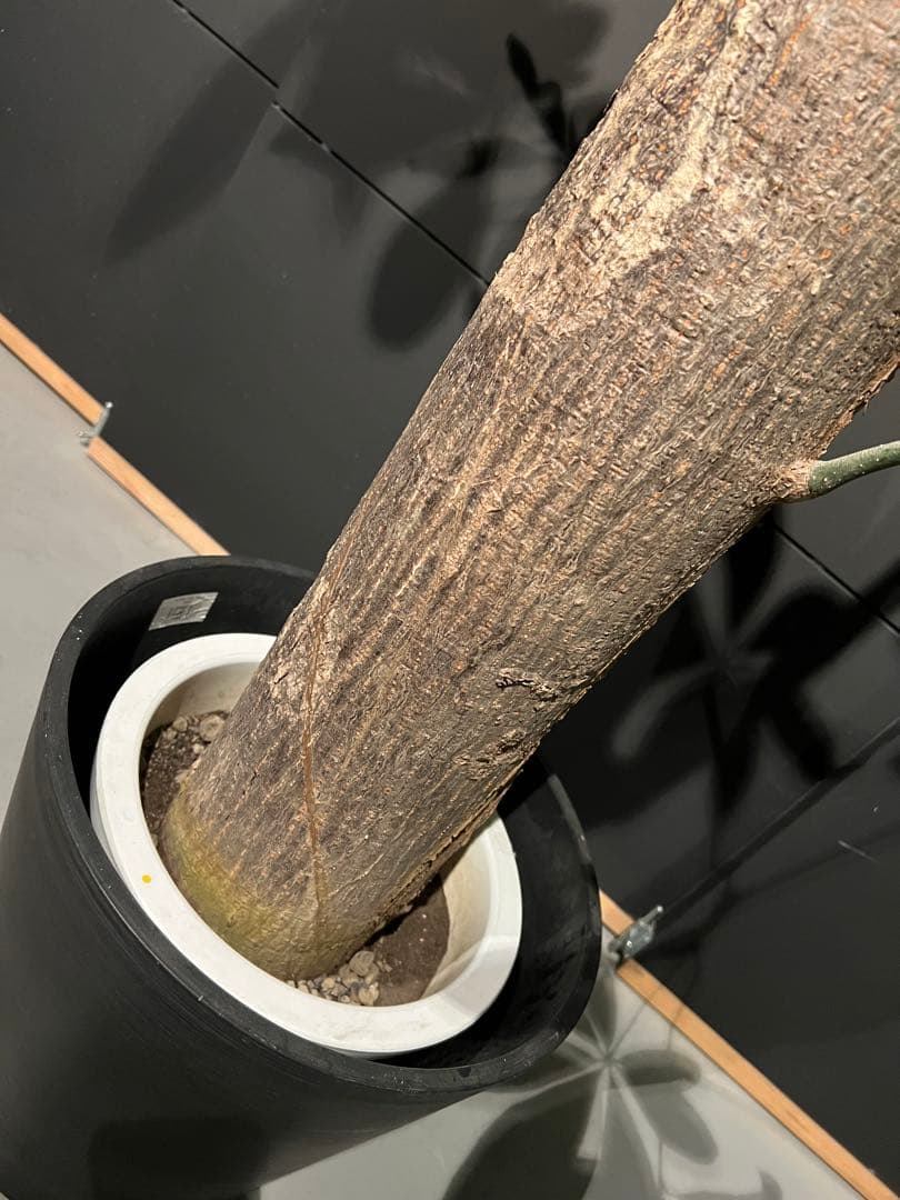 【極太幹・存在感抜群】パキラ 観葉植物／特大サイズ 引き取り限定