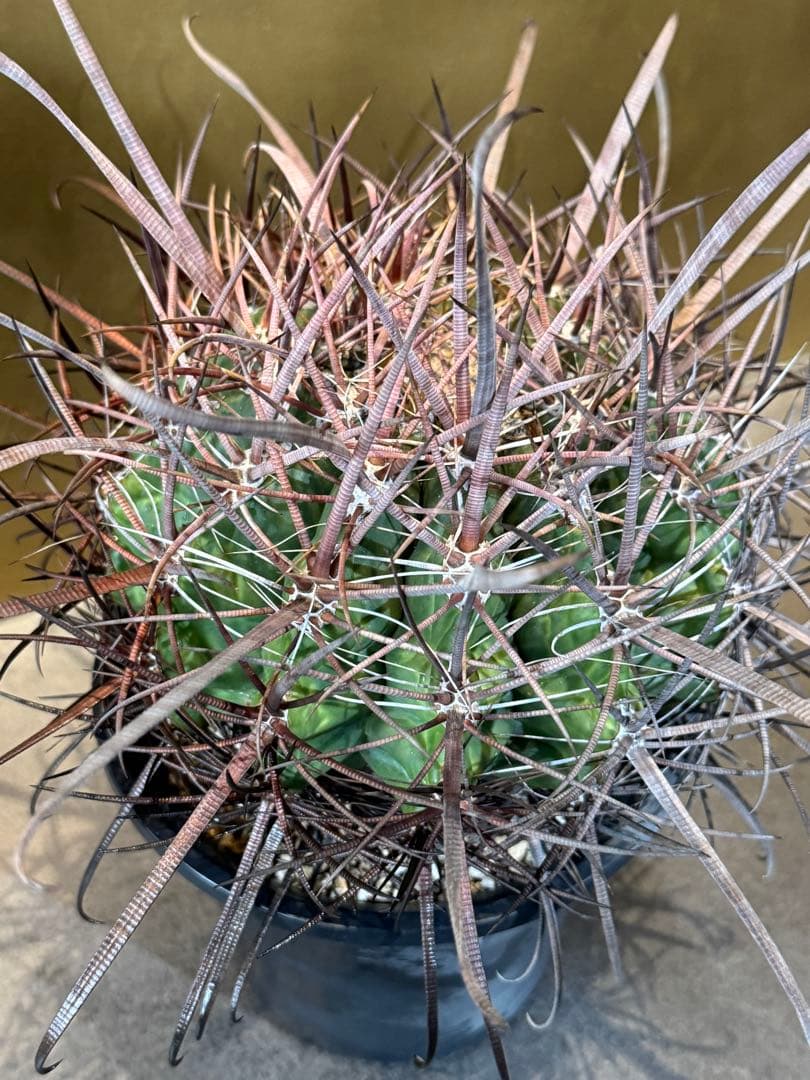 フェロカクタス　偉冠玉