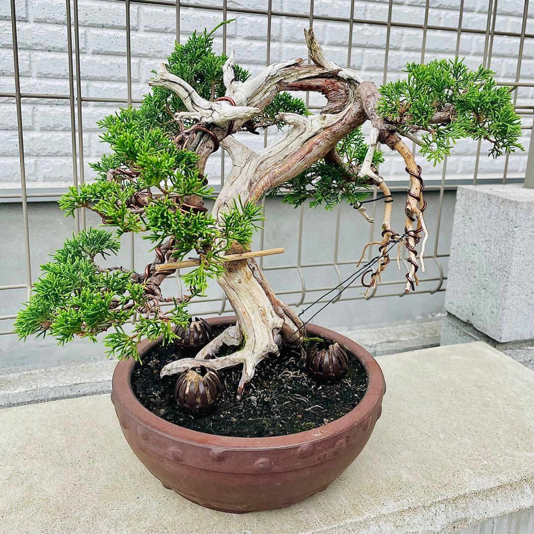 最終価格！　糸魚川真柏　盆栽　山木　山採り