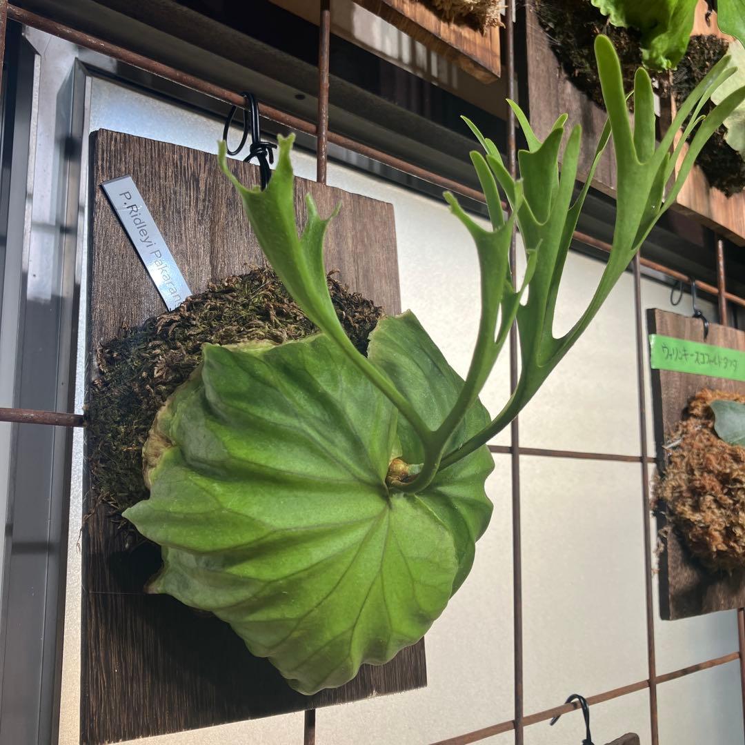 ビカクシダ　リドレイパカラン