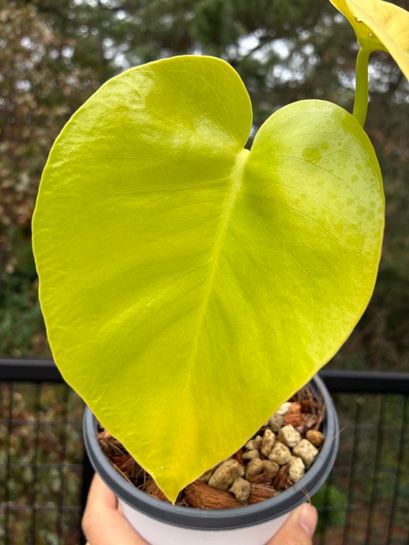 モンステラ　デリシオーサ ‘Triple Yellow’ 新種　黄金葉