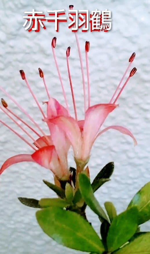 ✦干羽鶴 紅白　皐月盆栽　さつき盆栽　サツキ盆栽　花物盆栽