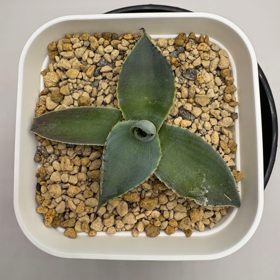 agave 'Illusion'④ TC【※発根済み】耐寒性抜群 US輸入株