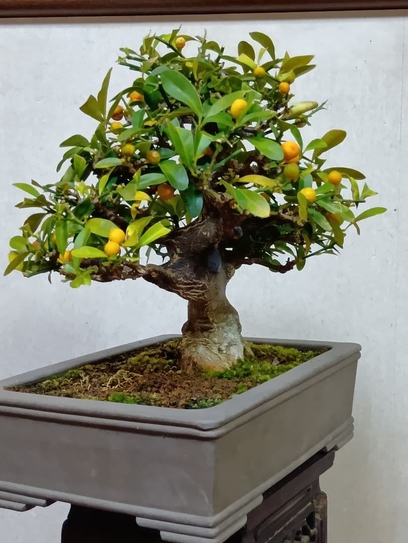 キンズ盆栽