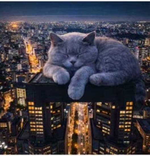 ご確認用　なつぞら様　ハンカチ　ネコちゃん柄