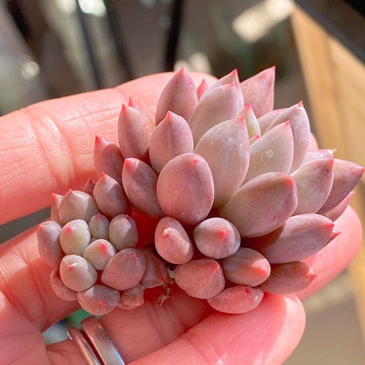 エンジェルフィンガーレッド