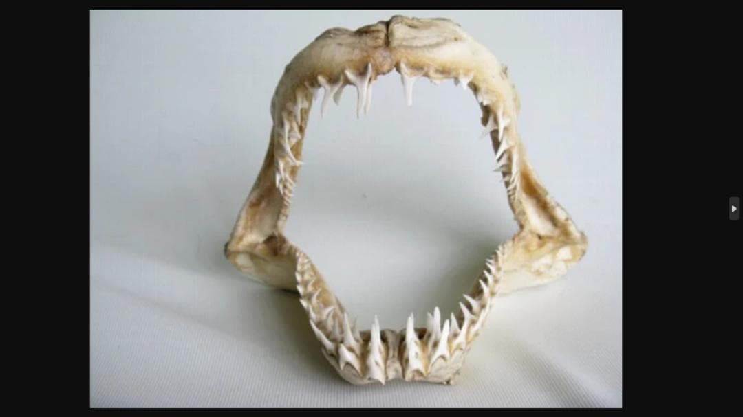 希少！美型【大アオザメ顎骨 横28cm】 サメ 鮫 歯 牙 顎 骨格 標本 剥製