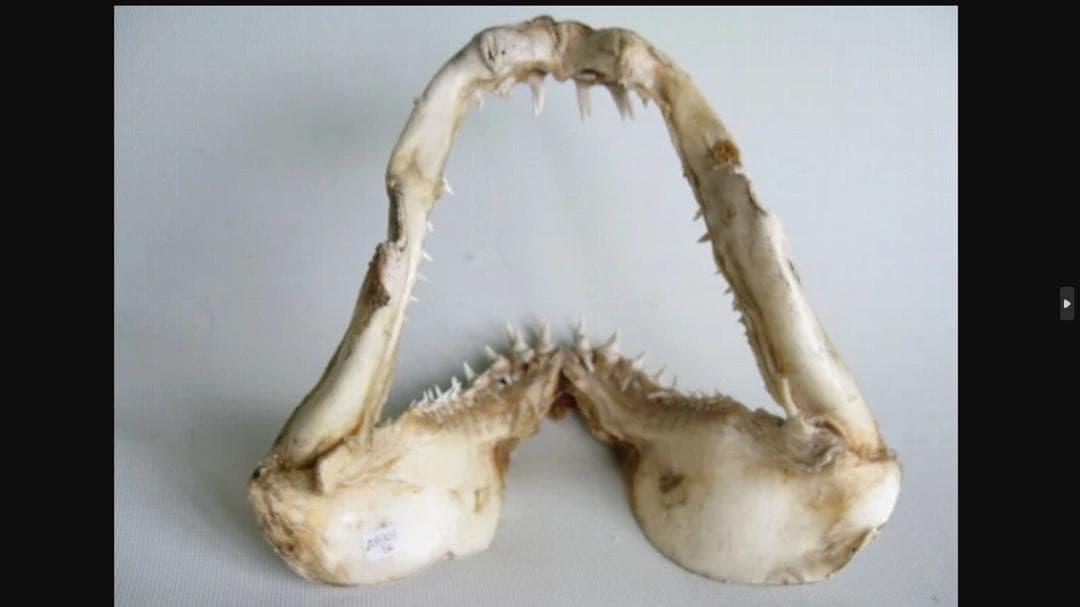 希少！美型【大アオザメ顎骨 横28cm】 サメ 鮫 歯 牙 顎 骨格 標本 剥製
